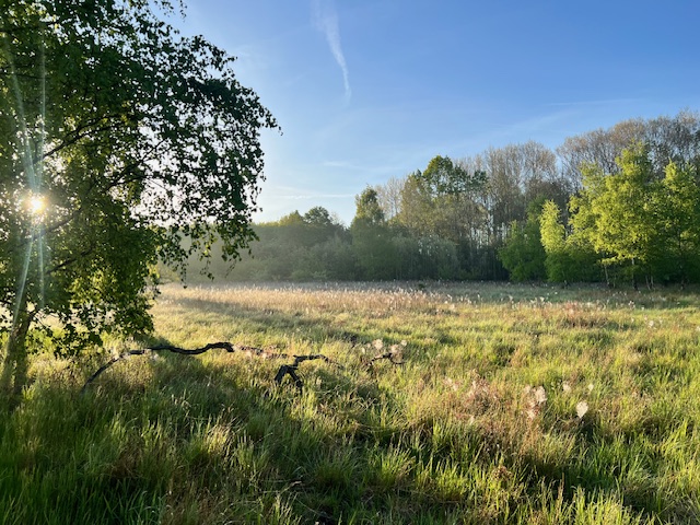 Wiese bei Sonnenaufgang – Ritual zum Sommerbeginn am 1. Mai