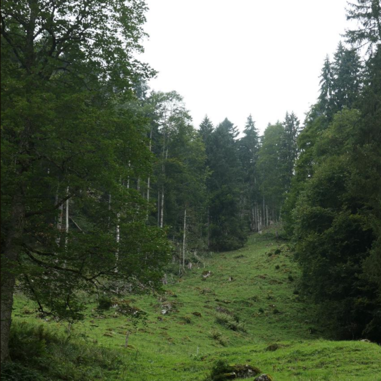 Bergwald Schwand Biotop