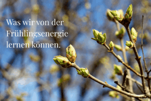 Frühlingsknospen an einem Ast vor blauem Himmel – Symbolbild für Aufbruch und zyklisches Business